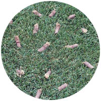 Owatonna turfgrass aeration and seeding