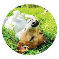 Owatonna flea and tick control