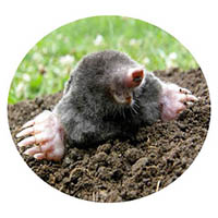 Owatonna mole & grub control