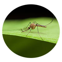 Owatonna MN mosquito control