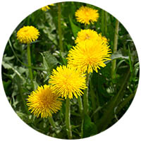 Owatonna grass weed control